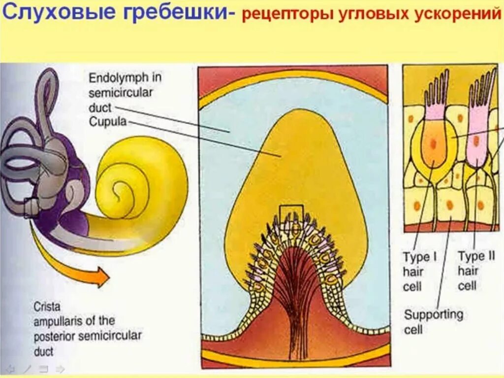 Рецепторы находятся в среднем ухе. Строение слуховых рецепторов улитки. Строение слухового рецептора. Рецепторы органа слуха. Рецепторный аппарат органа слуха.