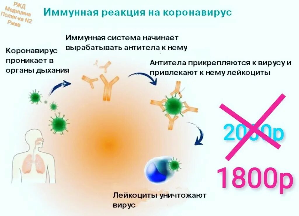 Какой иммунитет от коронавируса