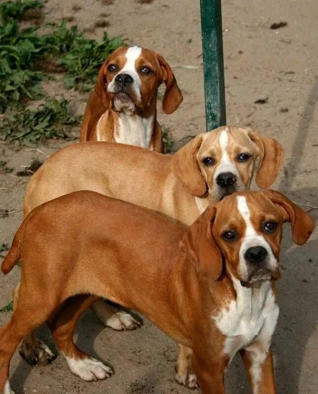 Португальский Пойнтер. Средние собаки. Короткошерстные собаки. Гладкошерстные собаки средних размеров.
