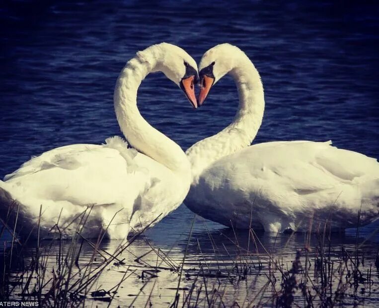 I love nature. Лебедь. Влюбленные лебеди. Два лебедя. Пара лебедей.