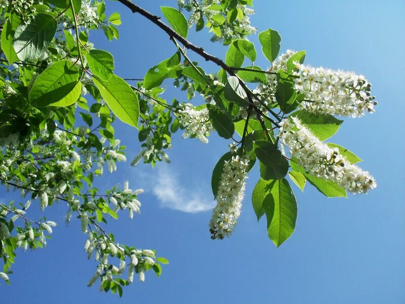 Тенистый садик из лип черемух. Цвет черемухи. Москва черемуха Измайловский парк. Белая черемуха небо.