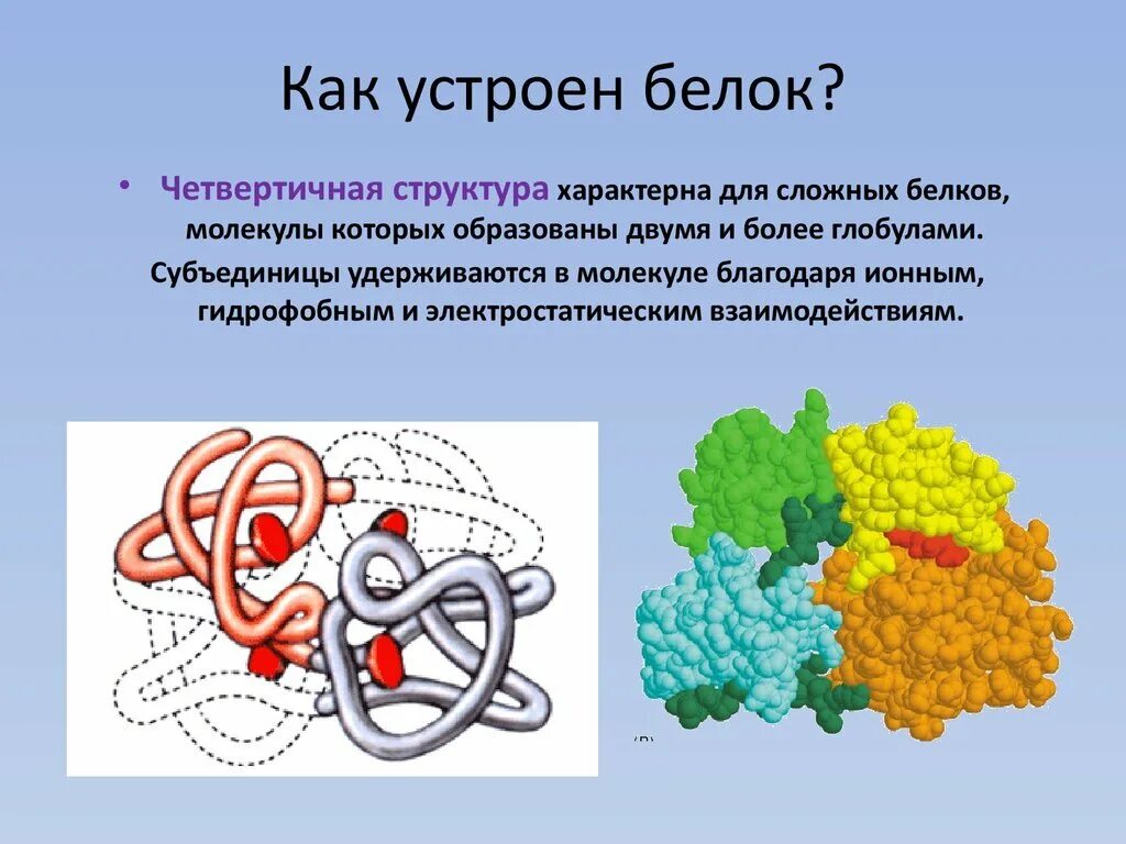Состоит из 4 белковых молекул