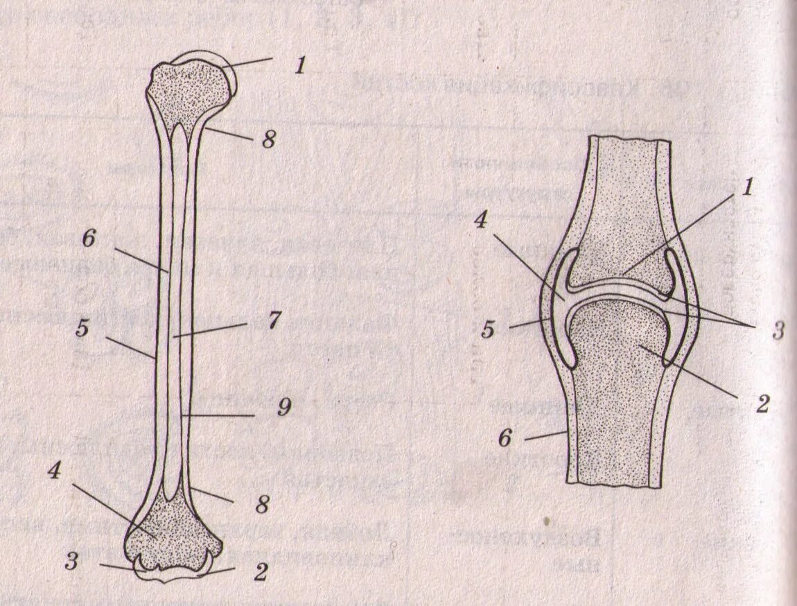 На рисунке изображено строение кости. Строение трубчатой кости биология. Строение трубчатой кости биология 8. Строение длинной трубчатой кости без подписей. Биология 8 класс трубчатая кость строение.