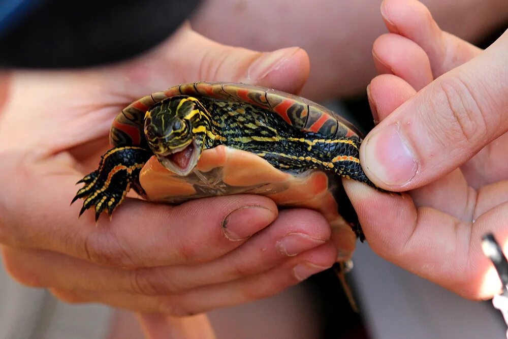 Сон черепашки. Черепаха во сне. Альдабра черепаха. Сонник видеть черепах. Сонник видеть черепах.