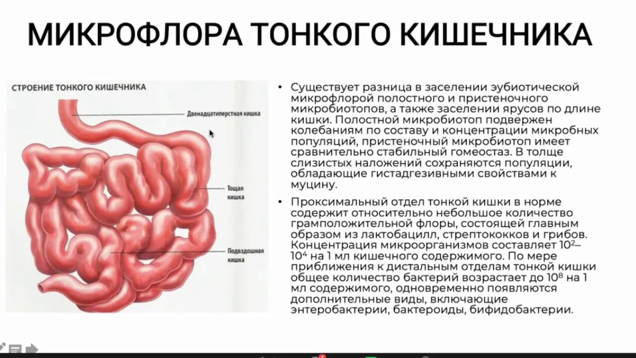 Каково строение тонкой кишки. Схема строения подвздошной кишки. Подвздошная кишка тонкий кишечник. Тонкий кишечник анатомия функции. Строение тонкого кишечника и подвздошной.