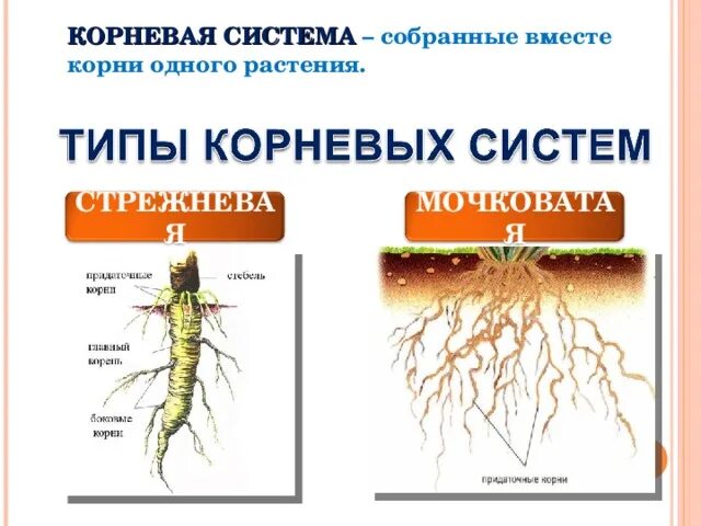 Корневая система стебель. Граница между стеблем и корнем. Мочковатая корневая система липы. Стрежневая корневая система.