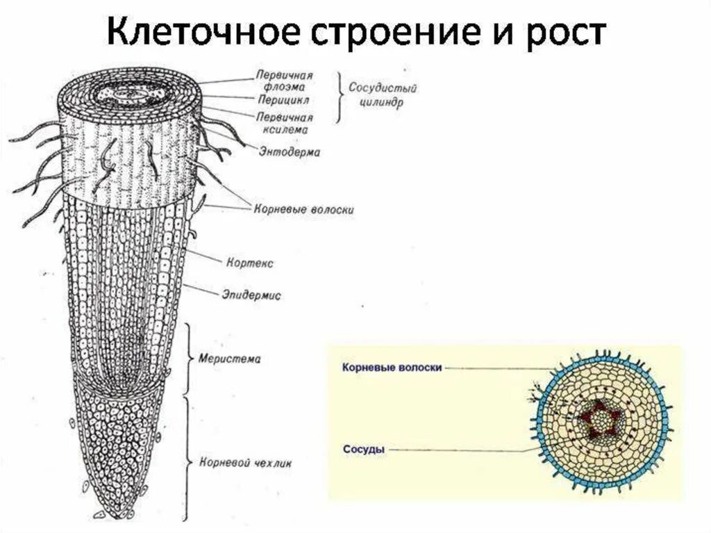 Строение корня ответ. Клеточное строение корня строение. Клеточное строение корня и ткань. Строение продольного сечения корня. Зоны корня перицикл.