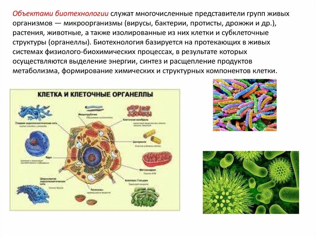 Бактерии и вирусы в биотехнологиях. Бактерии и вирусы в биотехнологиях сообщение. Вирусы как объекты биотехнологии. Биотехнология микроорганизмов. Биология 8 вирусы