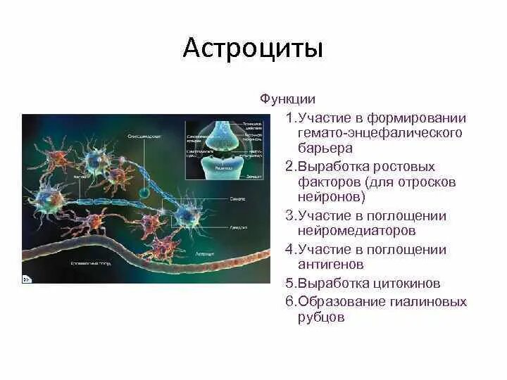 Астроциты выполняют следующие функции. Астроциты источник развития. Астроциты функции.