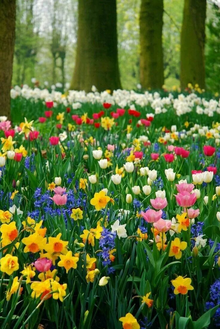Цветной весенний. Тюльпаны, Ландыши,нарциссы. Яркие весенние цветы.