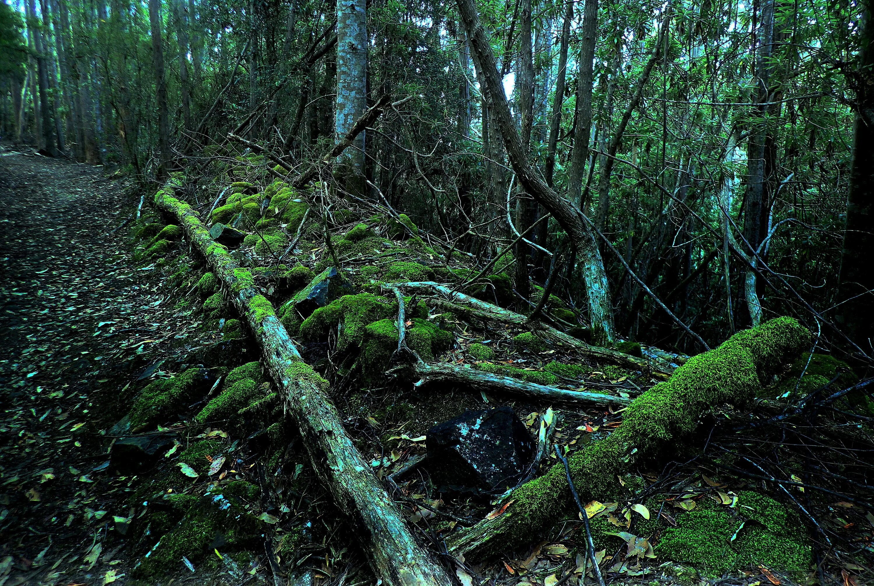 Тропическое болото. Болота в джунглях. Леса и болота. Дерево на болотах джунгли.