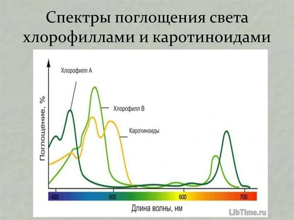 Спектры поглощения хлорофиллов a и b и спектр каротиноидов.. Спектр поглощения пигментов. Спектр поглощения хлорофилла. Спектры поглощения разных пигментов. Хлорофиллы поглощают свет