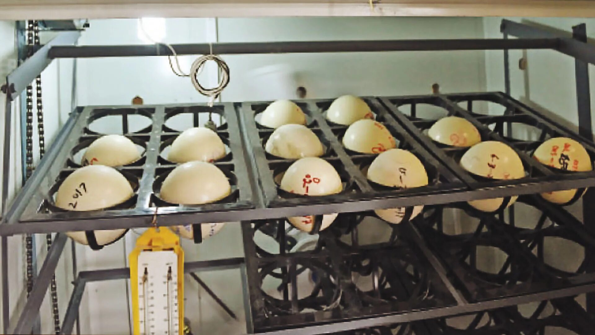 Эксперимент инкубатор. Инкубатор. ostrich egg зав. incubators in germany.