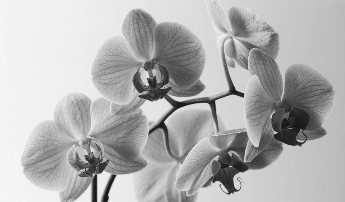 Картинки по запросу рисунки акварелью поэтапно Orchids painting, Flower drawing,