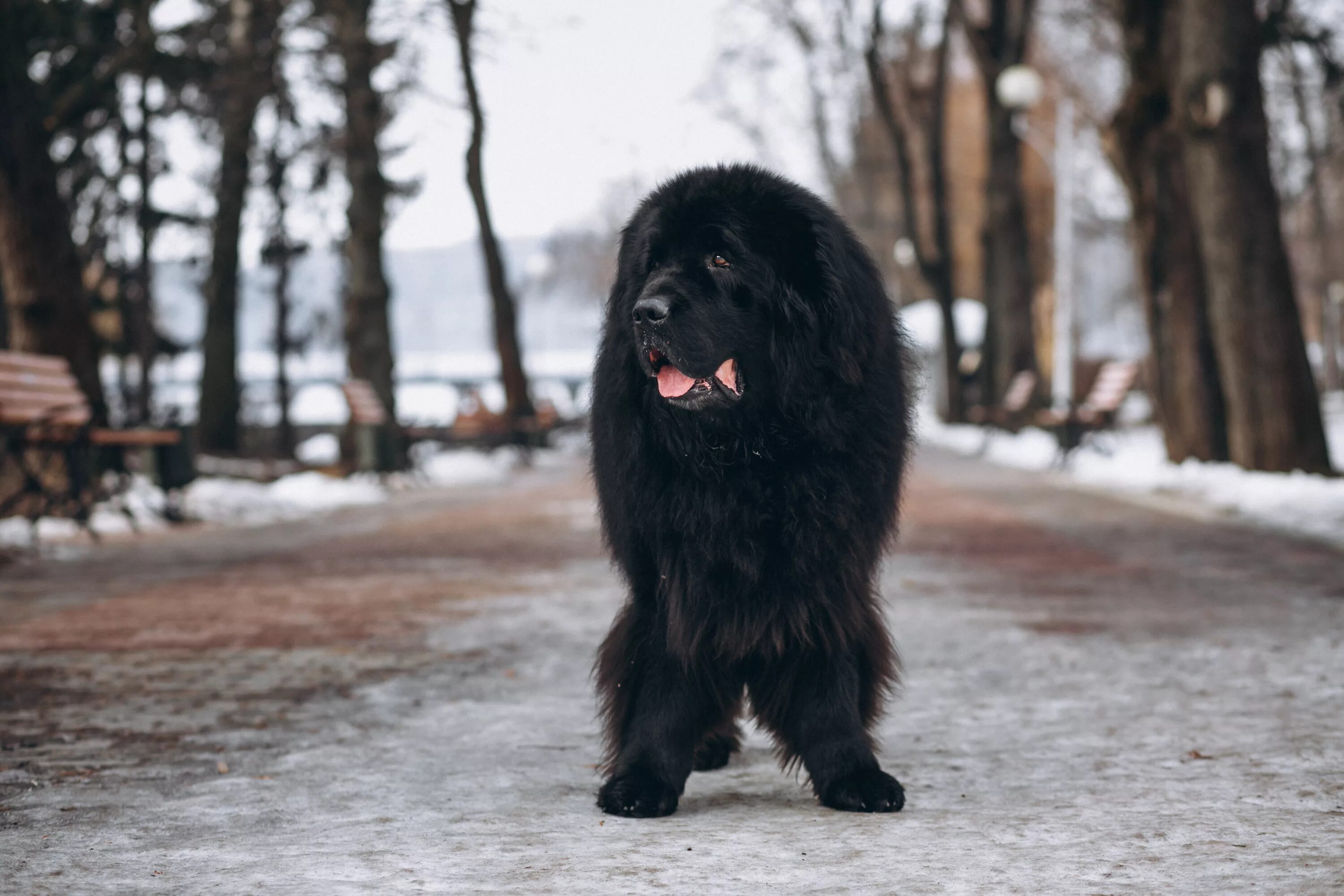 Большая черная собака. Большая черная собака порода. Большой черный пес порода. Ньюфаундленд и Доберман. Собака 90 см.