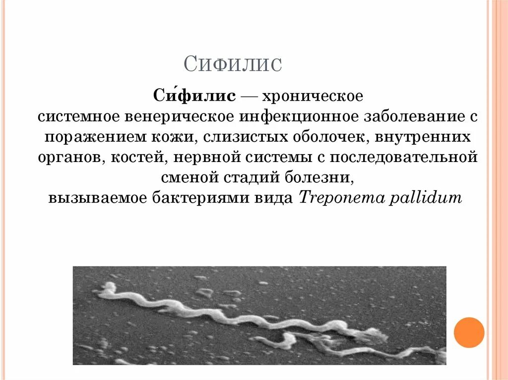 Спирохеты вызывают заболевания. Сефи Лис.