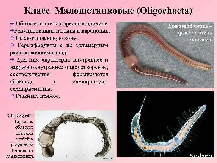 К типу кольчатые черви относятся примеры Систематический обзор беспозвоночных Черви Система Eumetazoa Настоящие