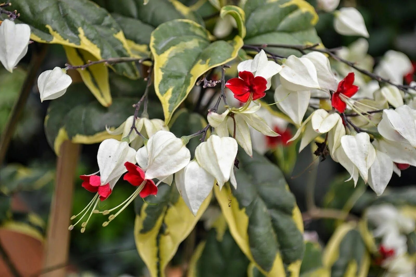 Клеродендрум вариегатный. Клеродендрум вариегатный. Клеродендрум инерме вариегатный. Клеродендрон томпсона вариега. Клеродендрум инерме.