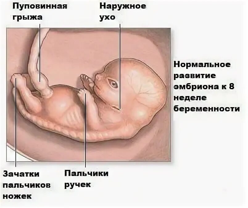 Беременна 5 недель тянет низ живота. 38 Недель болит низ живота. Тонус на 37 неделе