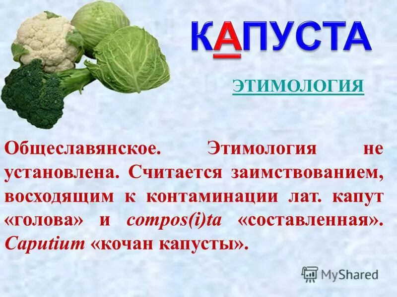 Значение капусты. У белокочанной капусты кочан это видоизмененный. Овощи семейства крестоцветных перечень. Кочан капусты это видоизмененный побег. Этимология слова капуста.