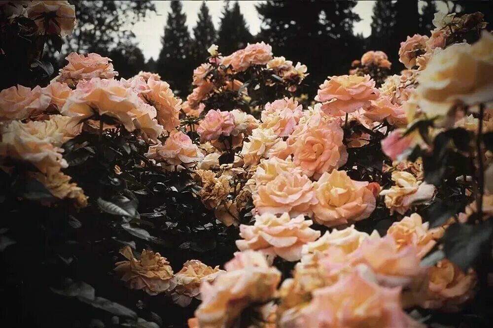 Estetic фото