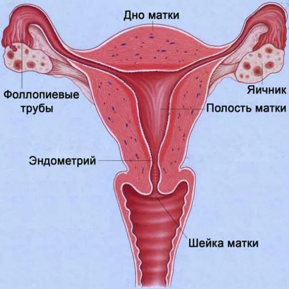 Где матка и яичники