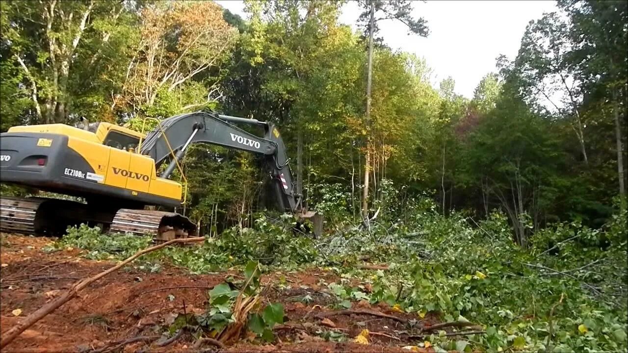 Clearing land. Расчистка участков. Расчистка участков в Адлере. Расчистка участков от заросли. Land clearing.