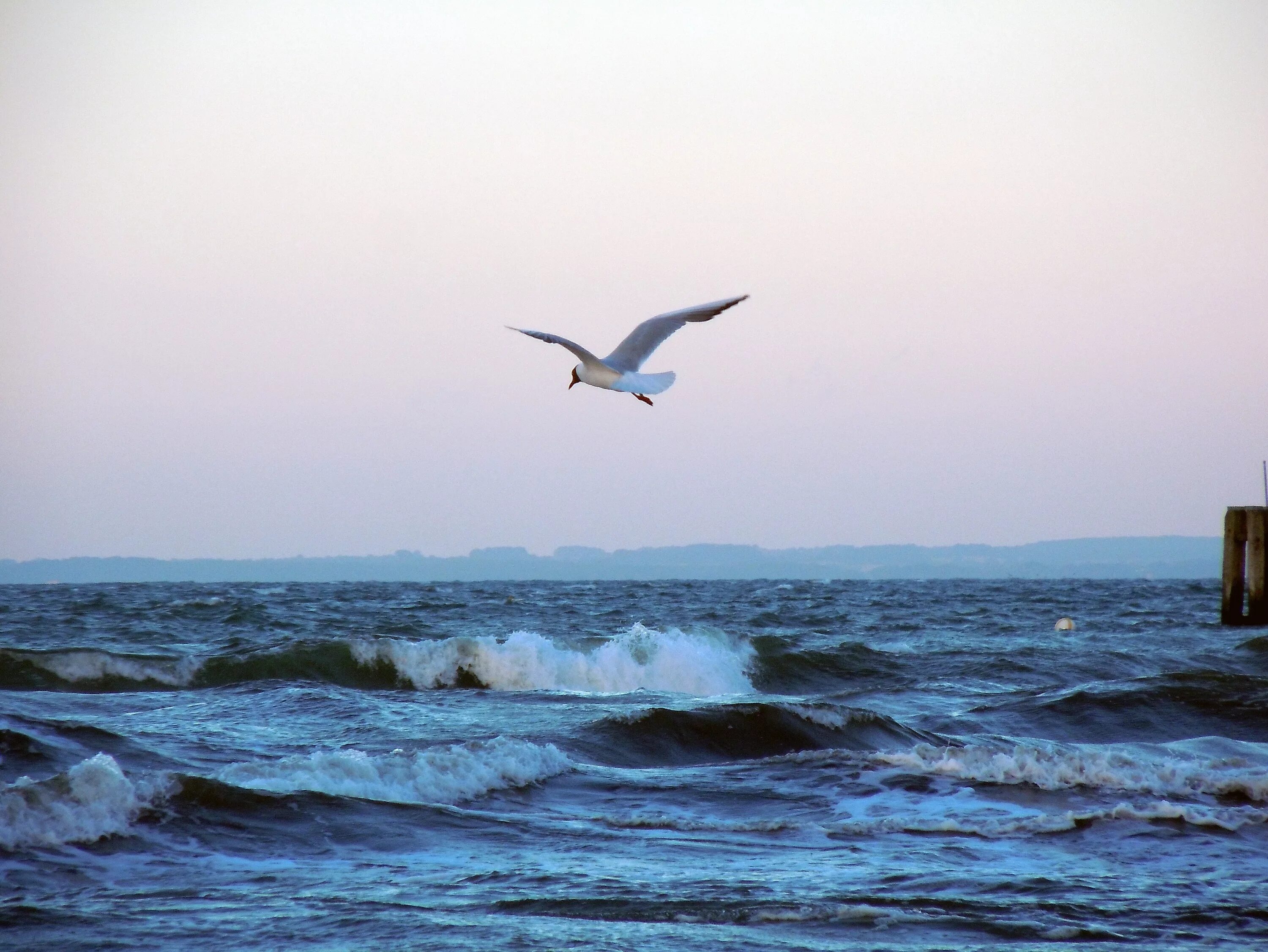 Береговая чайка. Альбатрос на Балтийском море. Альбатрос черное море. Альбатрос Анапа птица. Чайка Буревестник Альбатрос.