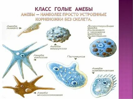 Древняя группа простейших