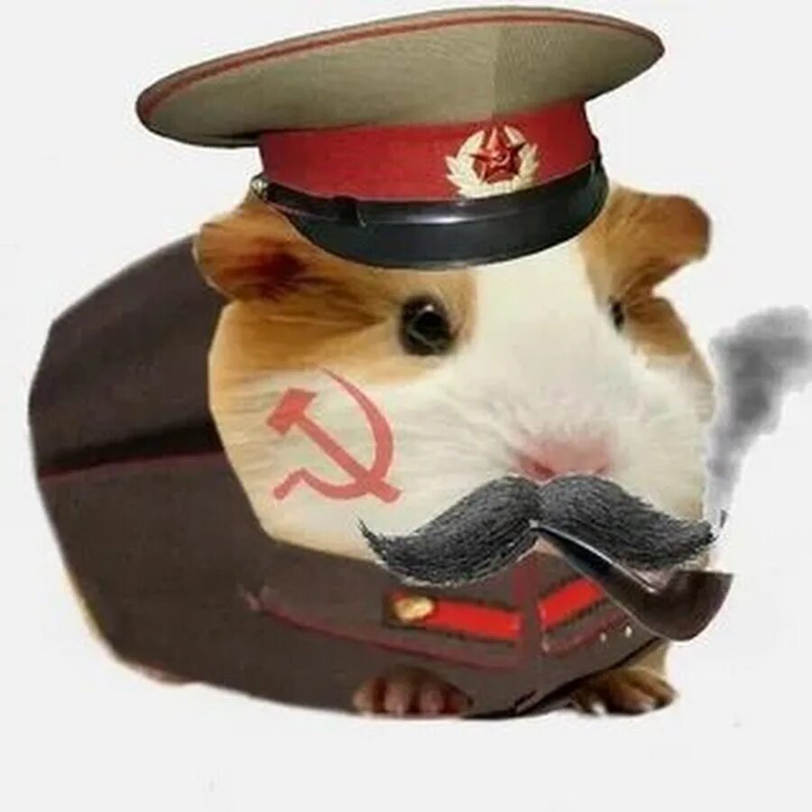Hamster combat github