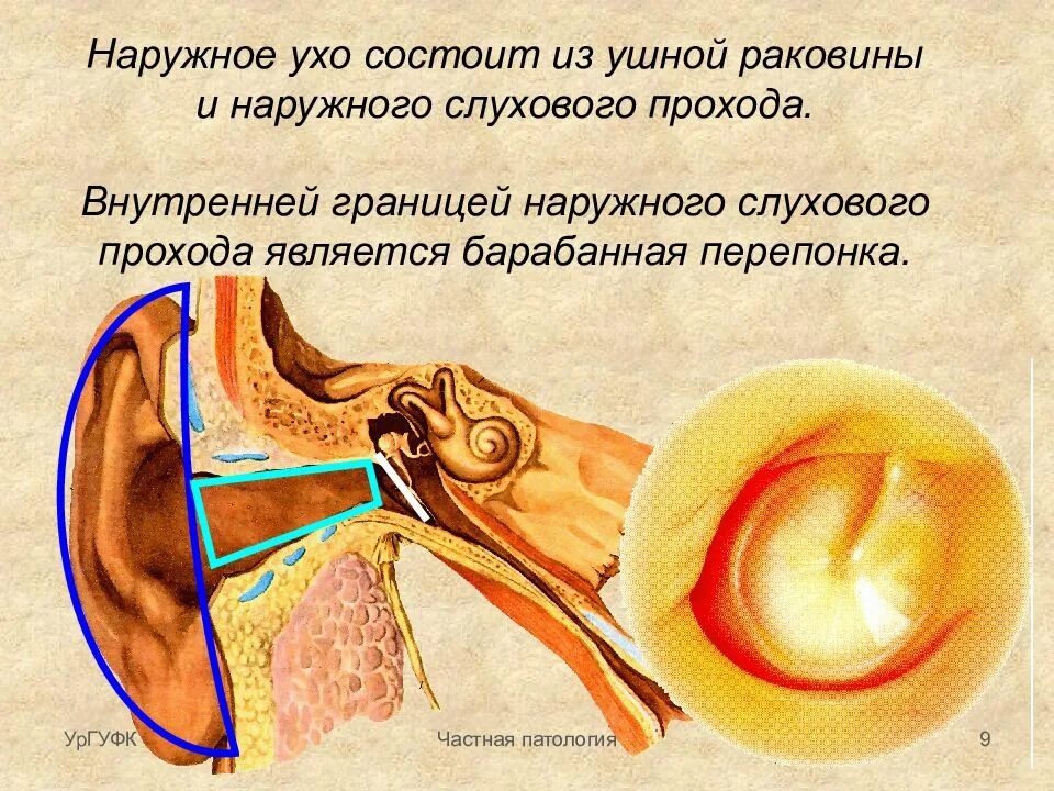 Инъецированность барабанной перепонки. Отит повреждена барабанная перепонка. Строение ушной барабанной перепонки. Ухо человека барабанная перепонка. Пальцы барабанные перепонки