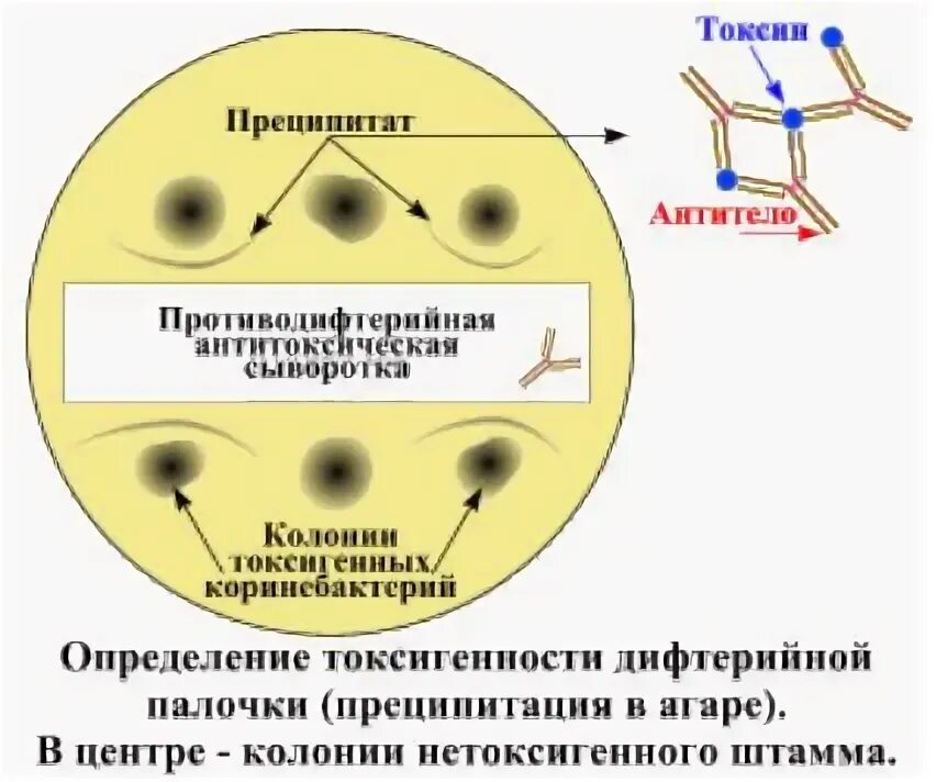 Реакция преципитации Оухтерлони. Реакция преципитации микробиология. Реакции преципитации,реакция радиальной иммунодиффузии ).. Реакция преципитации в агаре микробиология. Диффузная реакция