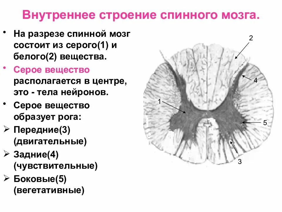 Поражение передних рогов. Спинной мозг в разрезе белое и серое вещество. Внешнее и внутреннее строение спинного мозга анатомия. Структура внутреннего строения спинного мозга. Строение спинного мозга белое и серое вещество мозга.