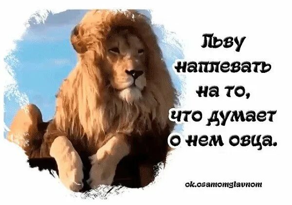 рассказ про льва. загадка про льва для детей. доклад о животных. описание льва. высказывания про льва.
