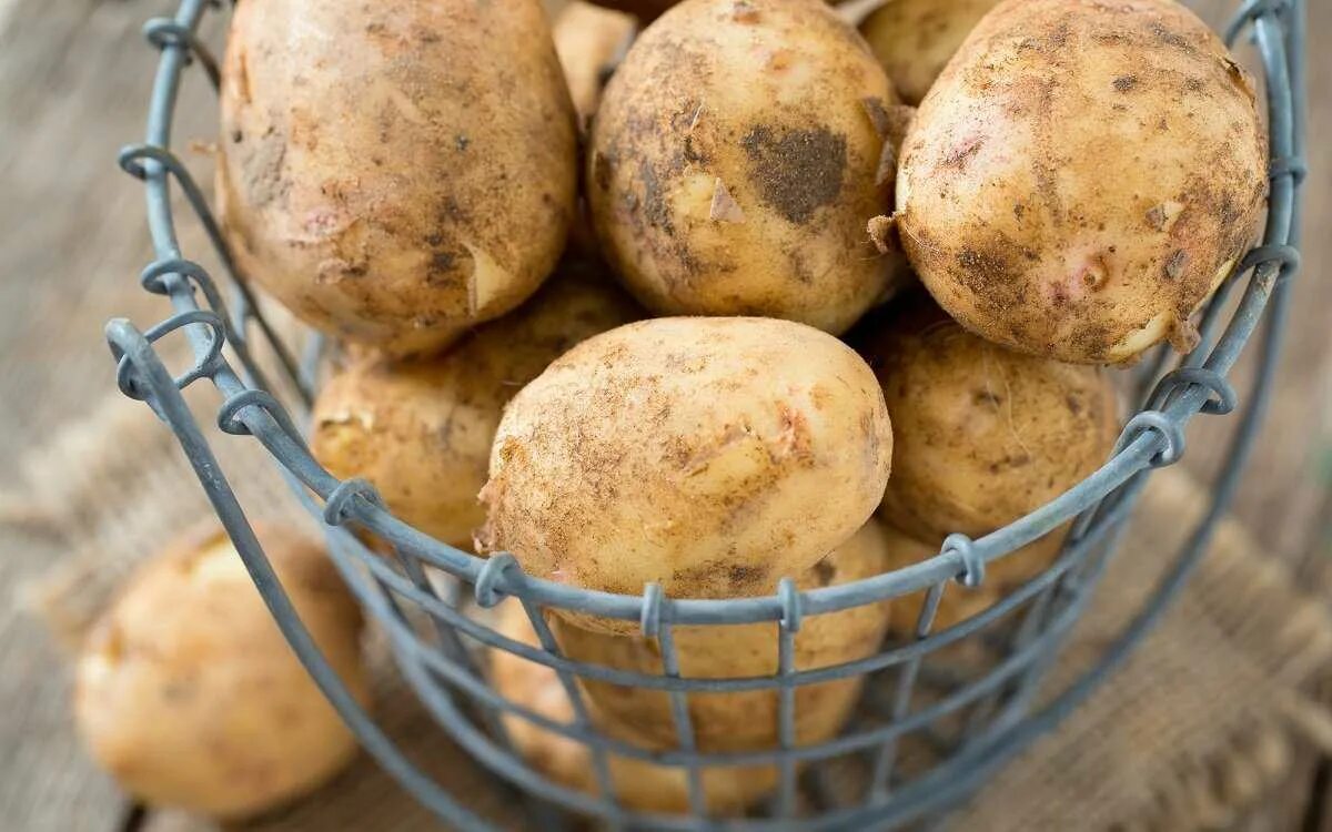 Сорт картофеля скарб. Заготовка картофеля. Сорта картофеля для хранения на зиму. Картофель в мешках. Свежая картошка.