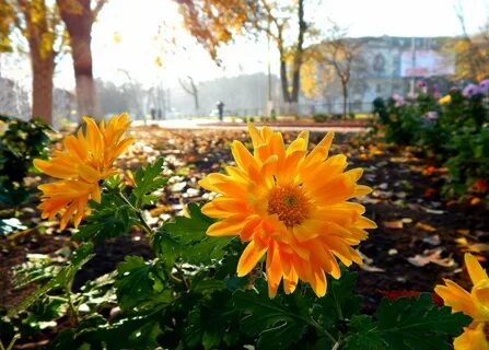 Осенние цветы в саду (65 фото) .