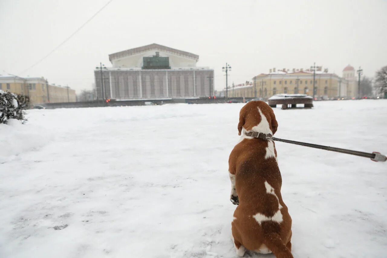 Когда в петербурге потеплеет. Когда в петербурге потеплеет
