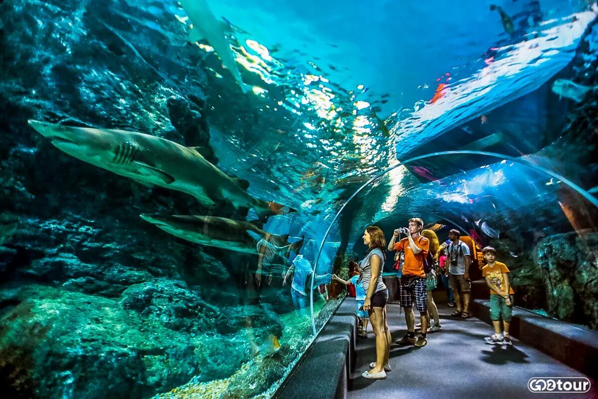 Отзыв sea life. Сиам парагон океанариум. Сиам Дискавери Бангкок океанариум. Сиам парагон Бангкок. Siam Ocean World в Бангкоке.