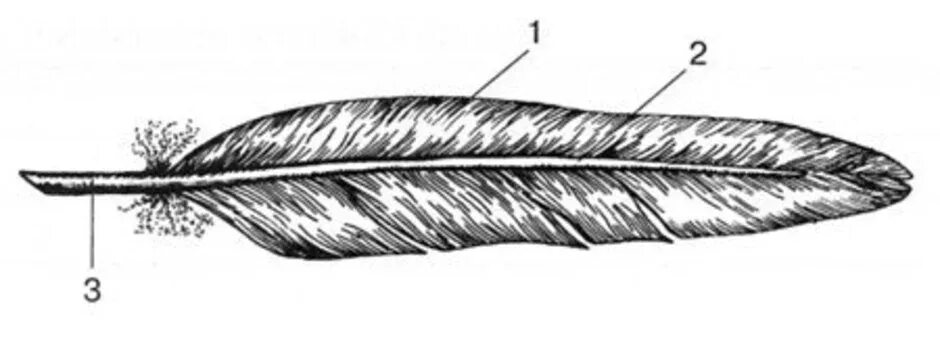 Строение пера птицы 7 класс биология. Строение контурного пера сизого голубя. Строение пера птицы 7 класс биология рисунок. Строение контурного пера птицы биология 7 класс. Как называется нижняя часть стержня пера
