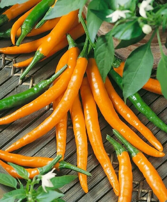 Orange pepper. Перец Табаско семена. Кайенский оранжевый перец острый. Перец сладкий апельсин. Orange Cayenne перец Чили.