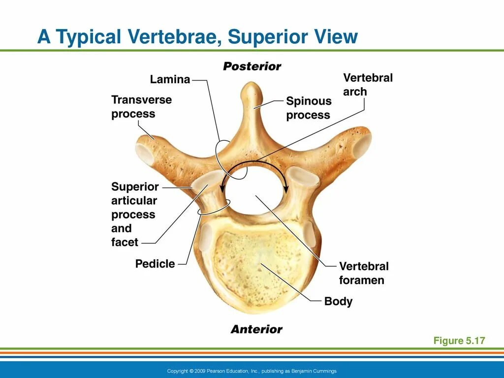 Грудной позвонок – vertebra thoracica. Typical vertebrae. Typical cervical vertebrae. Typical Thoracic vertebrae. Superior view перевод