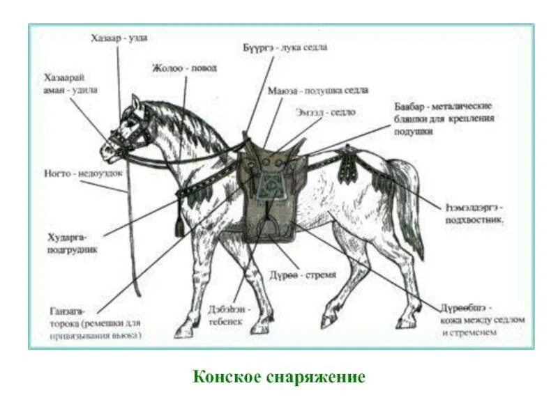 Конская упряжь скифов. Амуниция для лошади названия. Элементы конского. Европейская упряжь для лошади. Сбруя для оглобельно-дуговой запряжки.