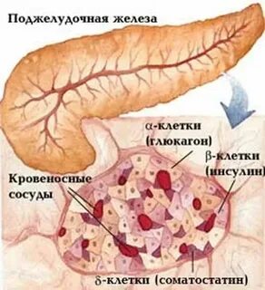 Функции бета клеток