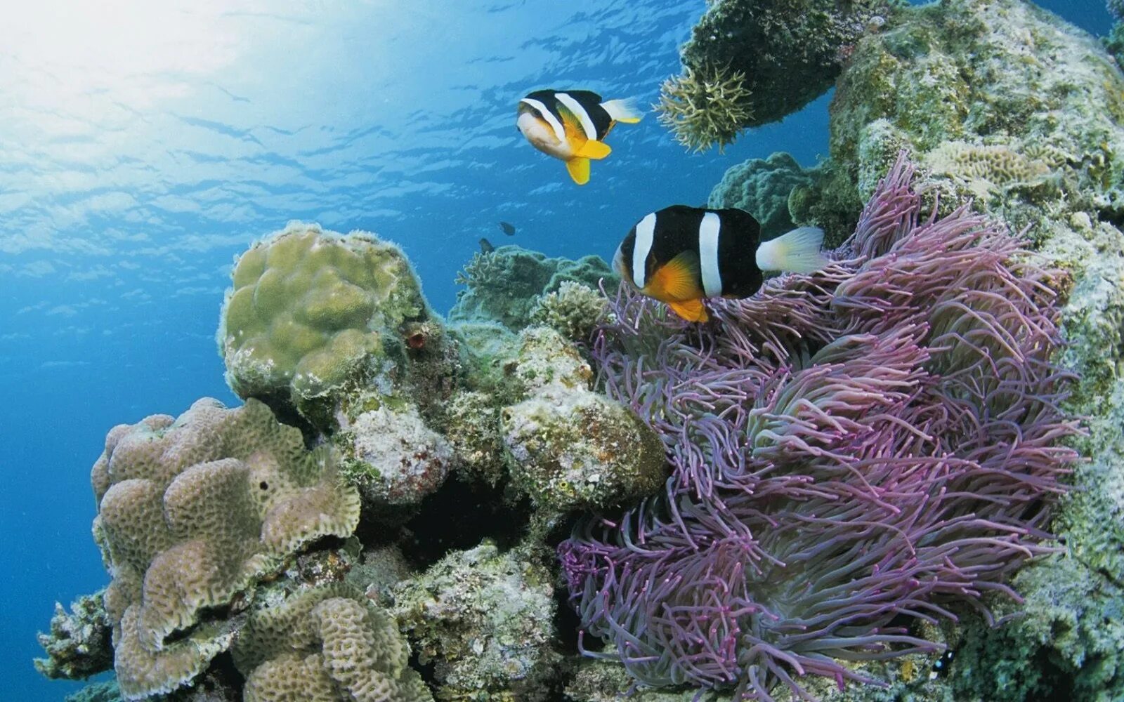 Релакс рыбки. Косумель риф. Живой риф красное море. Жак Ив Кусто большой Барьерный риф. Подводный мир океана.