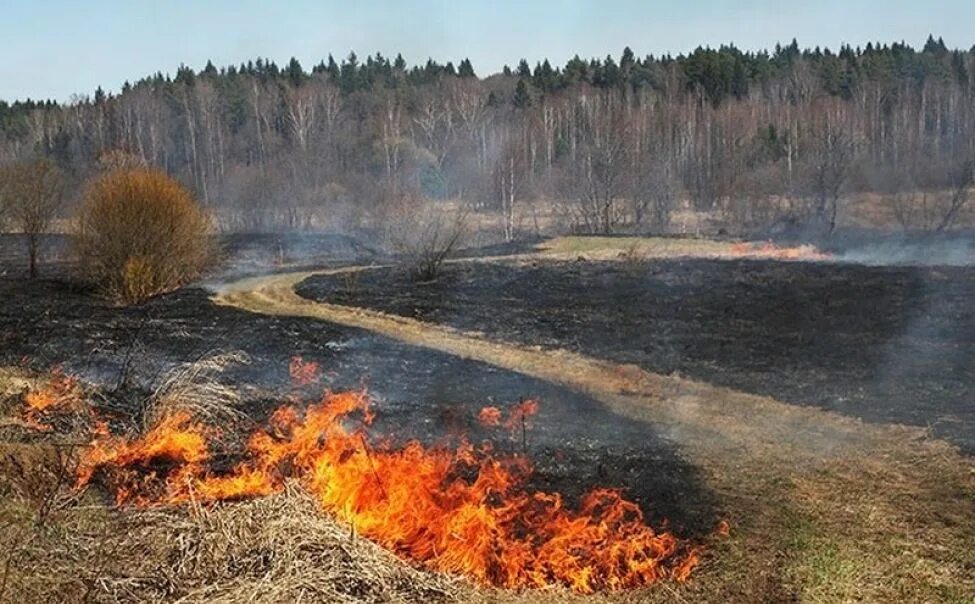 МЧС Ярославской области пал травы. Ландшафтный пожар. Весенний пал травы. Палы сухой травы.