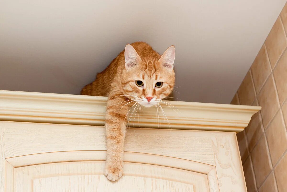 Кот в шкафу. Рыжий кот на шкафу. Кошка на шкафу. Кот прыгает. Песня кошки кошки на шкафах