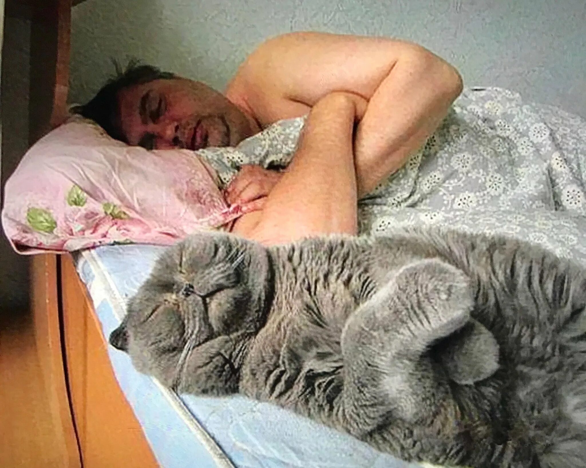 Приколы спящие видео. Толстый кот в постели. Коты спят на человеке. Коты спят с хозяевами.
