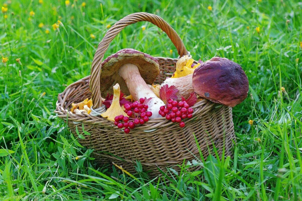 грибная пора предложение