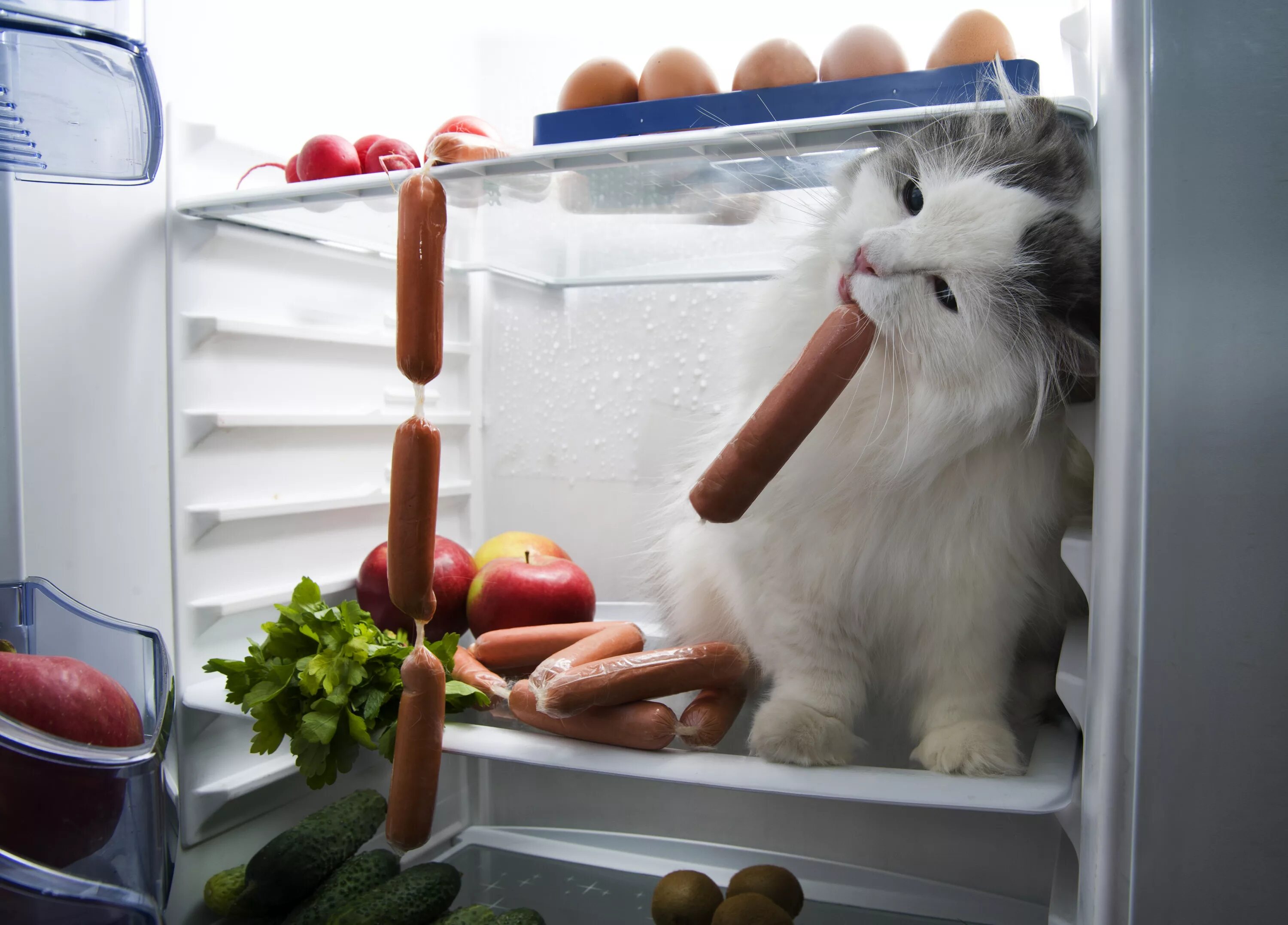 Коты и сосиски. Прикольный холодильник. Сосиски в холодильнике. Колбаса в холодильнике. Кот колбаска