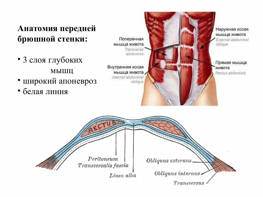 Стенка анатомия. Мышцы передней брюшной стенки топографическая анатомия. Апоневрозы мышц передней брюшной стенки. Апоневроз передней брюшной стенки анатомия. Апоневроз белой линии живота анатомия.